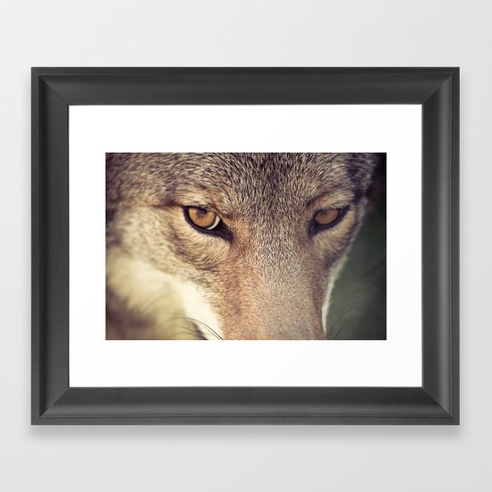 In the eyes of the Coyote Framed Art Print