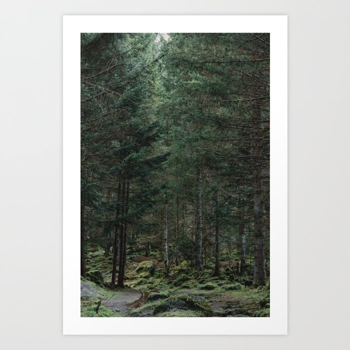Into the Woods  | Nature and Landscape Photography Art Print