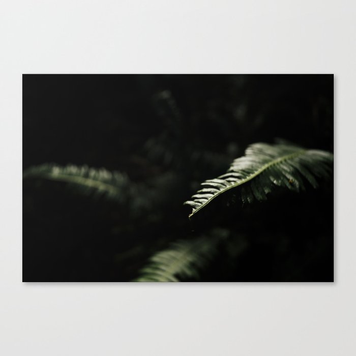 sword fern 1 Canvas Print