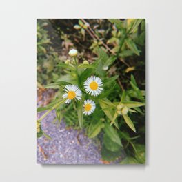 Three Little Flowers Metal Print | Color, Stoneplant, Iphone, Eastcoast, Spring, Mobile, Huntleymeadows, Plant, Nature, Digital 