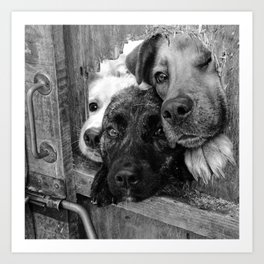 Who, who, who?  Who let the dogs out? humorous black and white photography - photographs Art Print