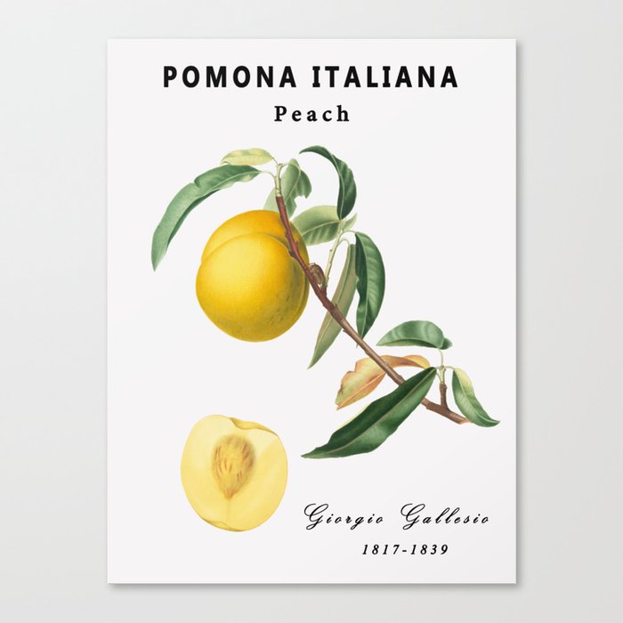 Vintage Italy Fruit Peach Painting By Giorgio Gallesio,Kitchen,Garden,Botanical,Plant,Nature, Canvas Print