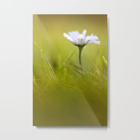 Sweet Daisy! Metal Print