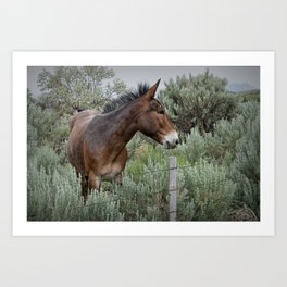 Mule in Wyoming Art Print