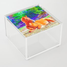 Beautiful Young Brown Horse - Wild Life Acrylic Box