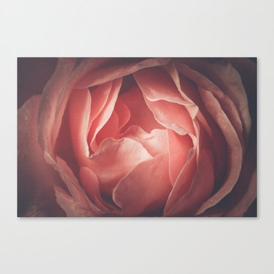 Pastel pink rose flower blossom Canvas Print