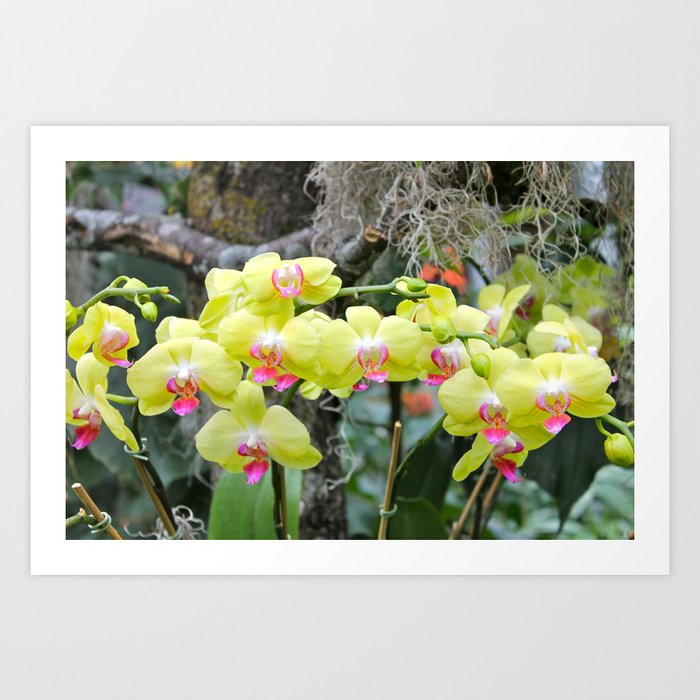 Yellow orchids Art Print