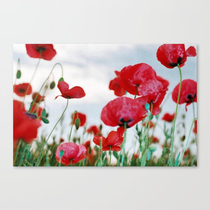 Field of Poppies Against Grey Sky Canvas Print