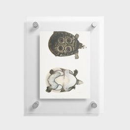 Eyed Trionyx (Tryonix ocellatus) Floating Acrylic Print