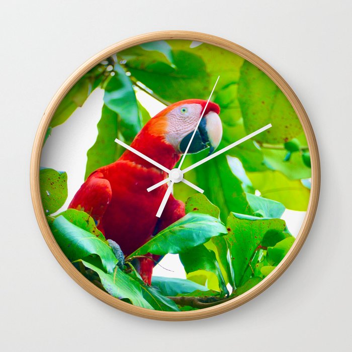Macaw Wall Clock