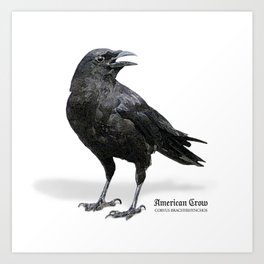 Black Crow Art Print