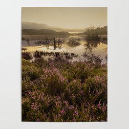 Magical morning among the heather Poster
