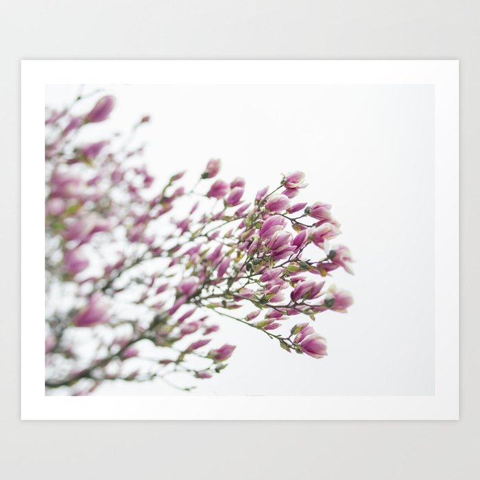 Pink and White Magnolia Blossoms Art Print