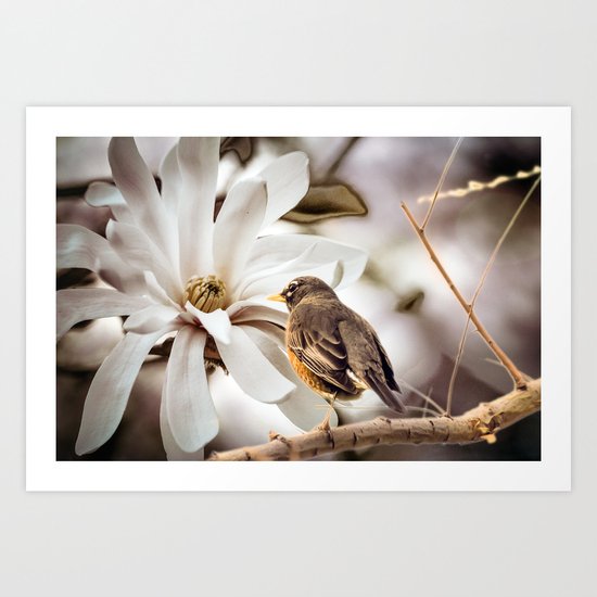 Smell of magnolia Art Print