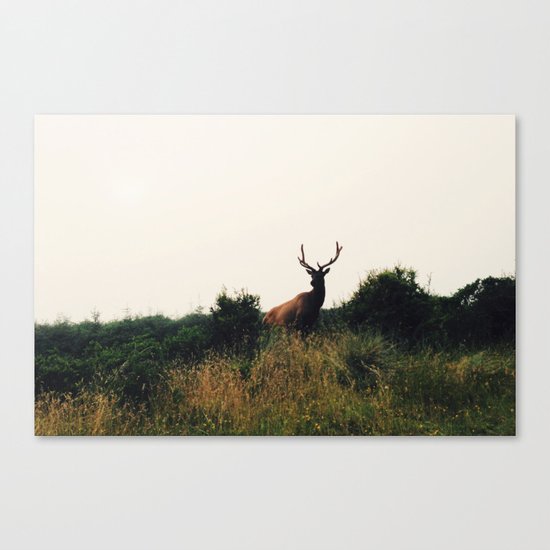 Prairie Creek Elk Canvas Print