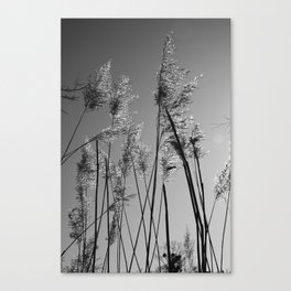 Black and white wetland | Common reeds under the sun Canvas Print