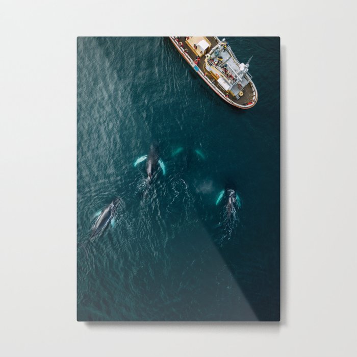 School of humpback whales from above Metal Print