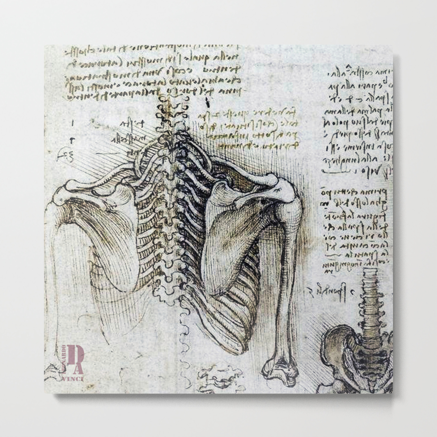 Leonardo Da Vinci Human Body Sketches Skeleton Metal Print By Drawspots