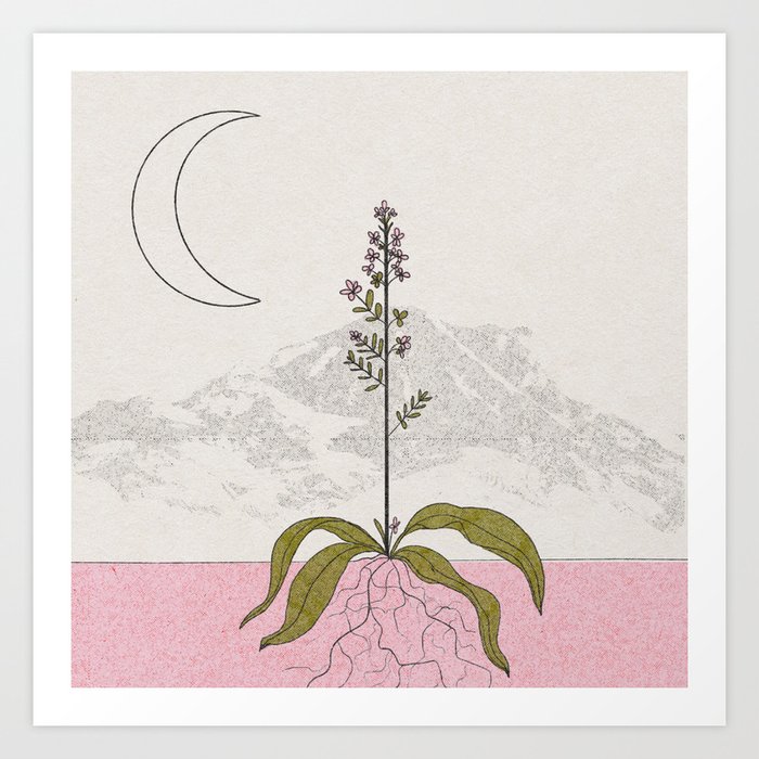 Red Squill / Desert Flower with Waning Crescent Moon Art Print