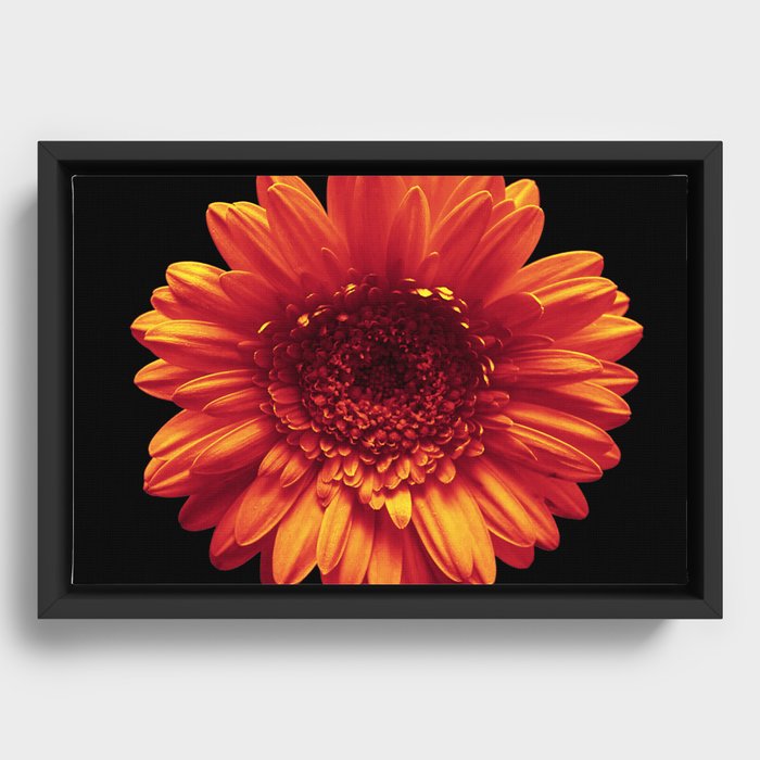 Orange Daisy Framed Canvas