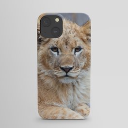 African Lion Cub iPhone Case