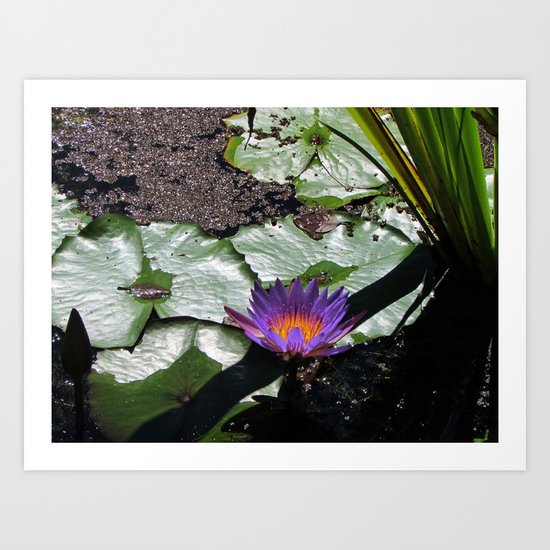 Lily Pad Accessories Art Print