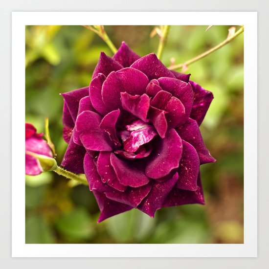 Botanical gardens rose Art Print