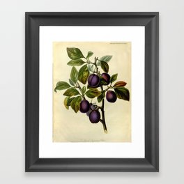 Plum Botanical Print Framed Art Print