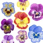 Painted Pansy