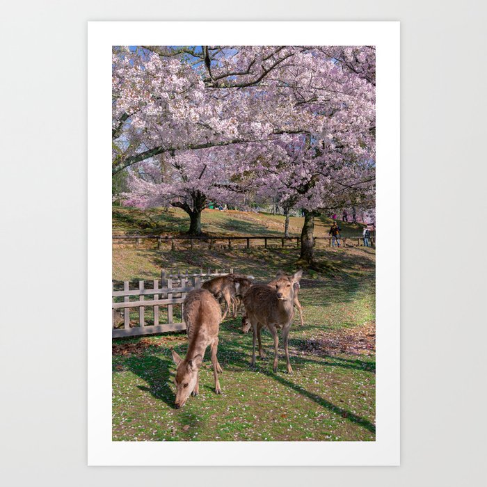 Sakura and deers Art Print