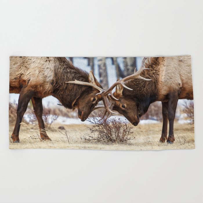 Elk In Rut Rocky Mountain National Park Colorado Wildlife Beach Towel