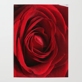 Close up of a Romantic Red Rose Poster