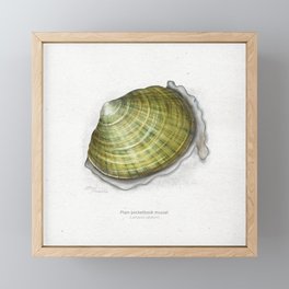 Plain pocketbook mussel scientific illustration art print Framed Mini Art Print