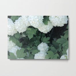 white hydrangeas  Metal Print | White, Floral, English, Hydrangea, Nature, Tree, Beautiful, Coastal, Countryside, Love 