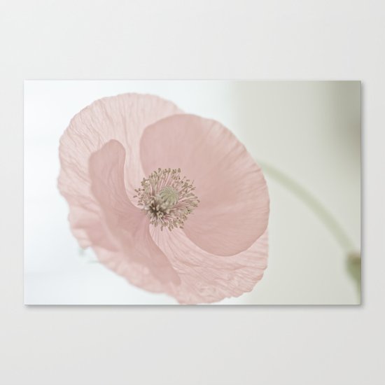 Poppy Canvas Print