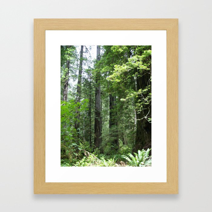 California forest Framed Art Print