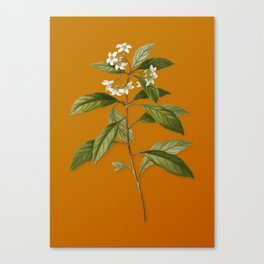 Vintage Sweet Pittosporum Branch Botanical Illustration on Bright Orange Canvas Print