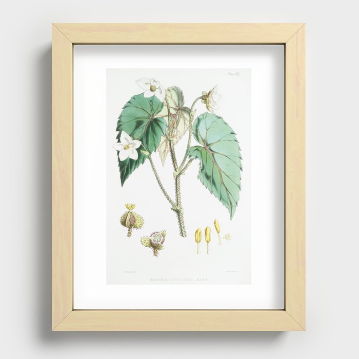 Begonia Cathcartii from Illustrations of Himalayan plants (1855) by W. H. (Walter Hood) Fitch (1817- Recessed Framed Print
