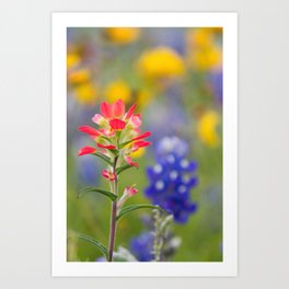 Texas Wildflowers - Indian Paintbrush, Bluebonnet Art Print