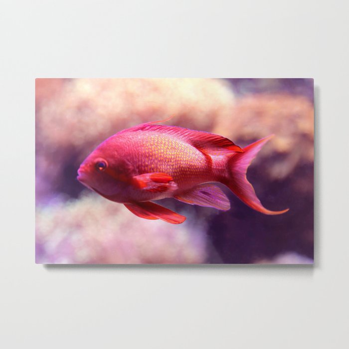 Red Fish Metal Print