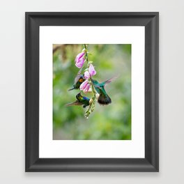 Three Costa Rican Hummingbirds in the Rain Framed Art Print