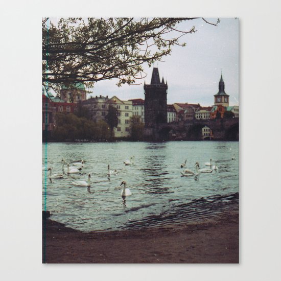 PRAGUE SWANS Canvas Print