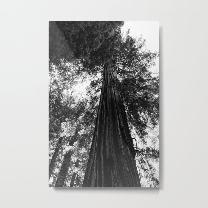 Sequoia National Park V Metal Print