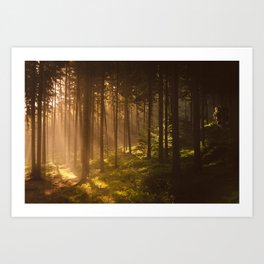 Morning forest Art Print