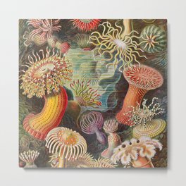 Ernst Haeckel Sea Anemones Vintage Illustration Metal Print | Sealife, Scientific, Ocean, Sea, Anemones, Underwater, Ernst, Artforms, Haeckel, Colorful 