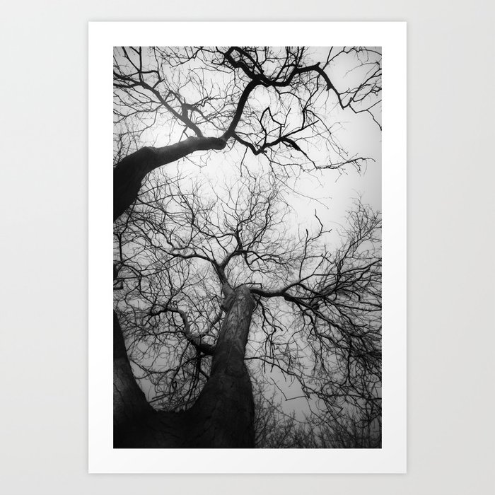 Tree | Landscape Photography | Abstract | Haze | Canopy | Branches | Fog Art Print