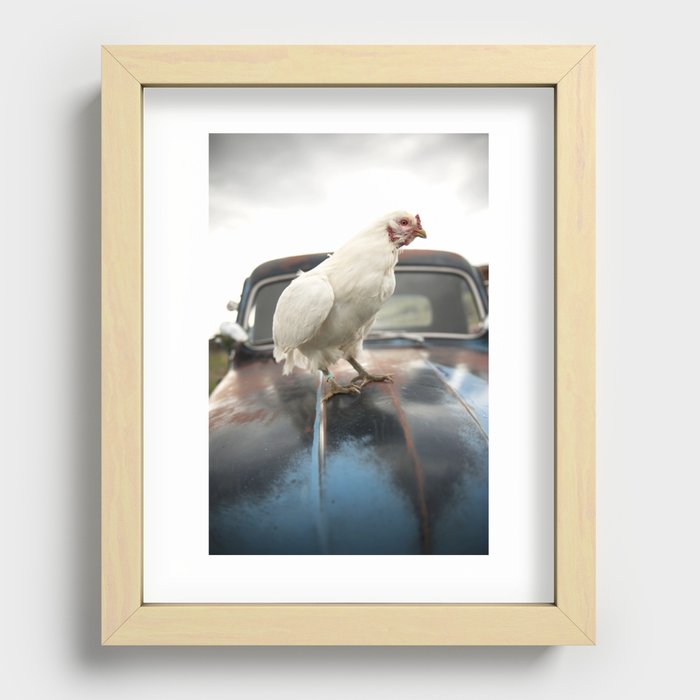 "Chicken on a rusty car" color photo Recessed Framed Print