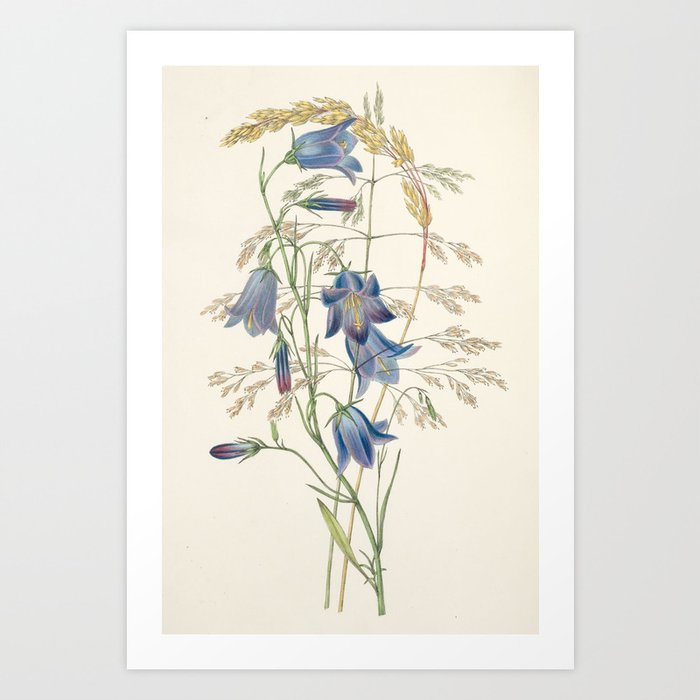 Hare-bell and grass from "The Moral of Flowers" (1833) by Rebecca Hey Art Print