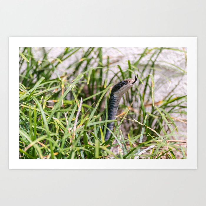 Black Garden Snake Art Print by botaneon
