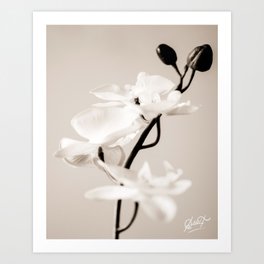 Synthetic Orchid in Sepia Art Print